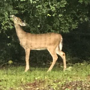 Meet your Posher, Maria